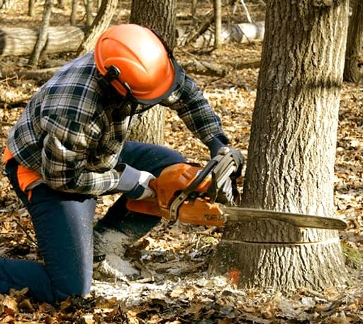 Tree Removal in May, ID